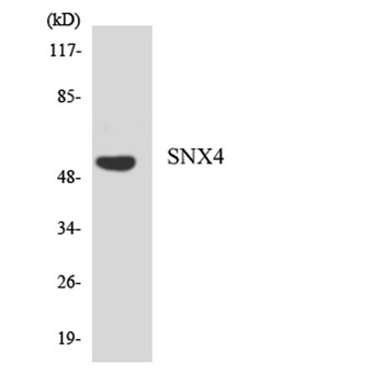 SNX4 rabbit pAb