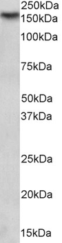 NOS1 antibody