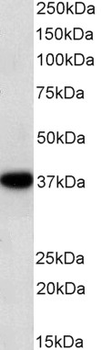 GAPDH antibody