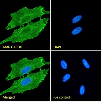 GAPDH antibody