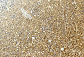 GAPDH antibody