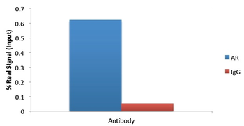 AR antibody