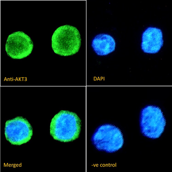 AKT3 antibody