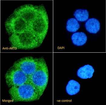 AKT3 antibody