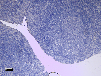 CD11b antibody