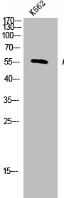 ACVRL1 Antibody