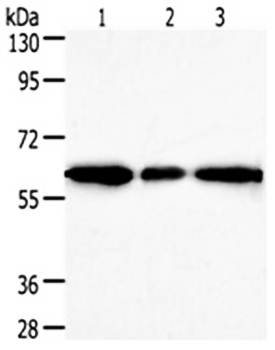 AKR1A1 Antibody