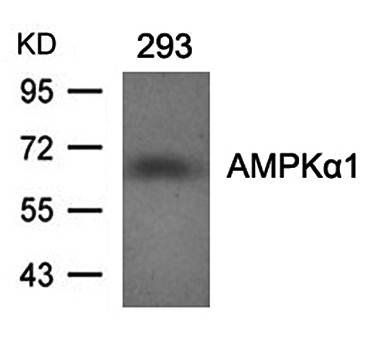 AMPKα1 (Ab-496)Antibody