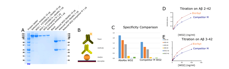 Amyloid beta antibody