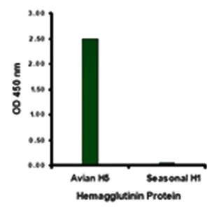 Avian Influenza Hemagglutinin 3 Antibody