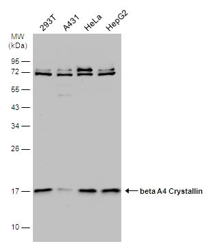 beta A4 Crystallin antibody