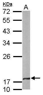 beta A4 Crystallin antibody