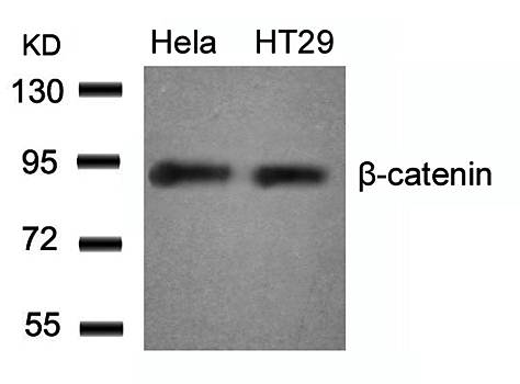 β-Catenin (Ab-33) Antibody