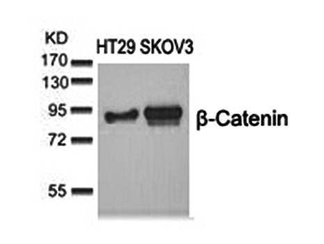β-Catenin (Ab-37) Antibody