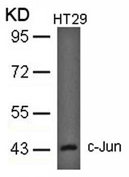 c-Jun (Ab-93) Antibody
