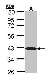 C1orf165 antibody