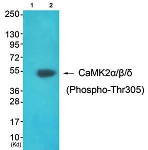 CaMK2alpha/beta/delta (phospho-Thr305) antibody
