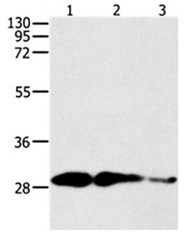 CAPNS1 Antibody