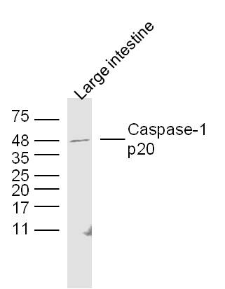 Caspase-1 (phospho-20) antibody
