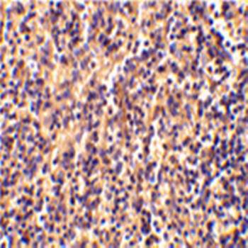 Caspase-4 Antibody