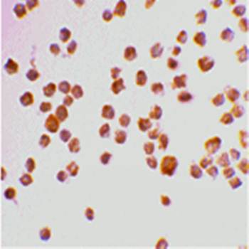 Caspase-9 Antibody