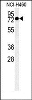 CCDC62 antibody