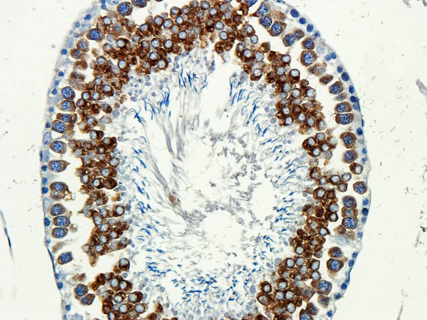 CD184/CXCR4 antibody