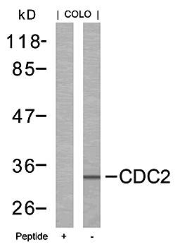 CDC2 (Ab61) Antibody