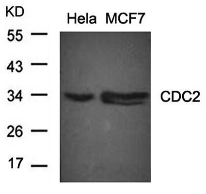 CDC2 (Ab-15) Antibody