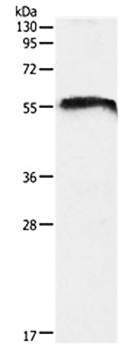 CDH23 Antibody
