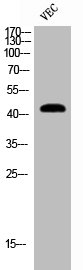 Cleaved-MMP12 (G106) antibody