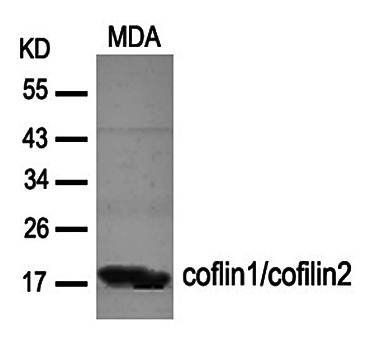 coflin1/cofilin2 (Ab-88) Antibody
