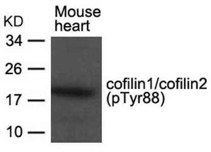 cofilin1/cofilin2 (phospho-Tyr88) Antibody