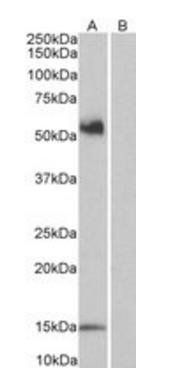 CD14 antibody