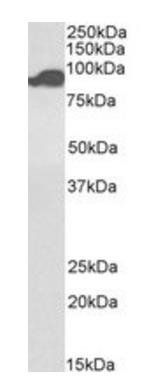 Aconitase 2, Biotinlyated Antibody