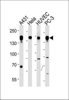 EGFR (Y1092) antibody
