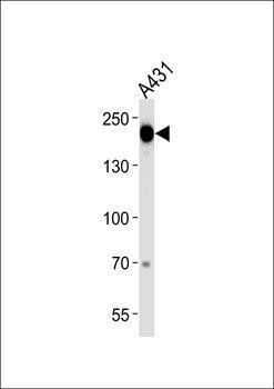 EGFR (Y1092) antibody