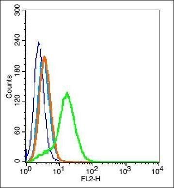 EGFR5 antibody