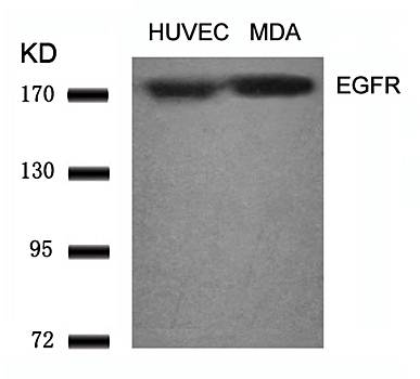 EGFR (Ab070) Antibody