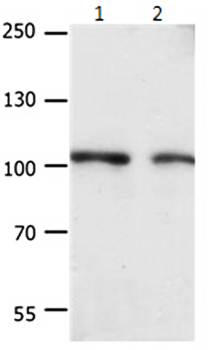 EIF4G2 Antibody