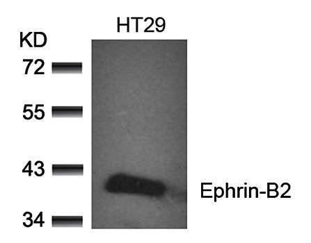 Ephrin-B2 (Ab-330) Antibody
