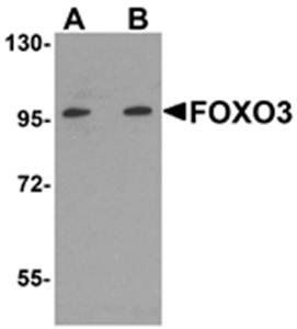 FOXO3 Antibody