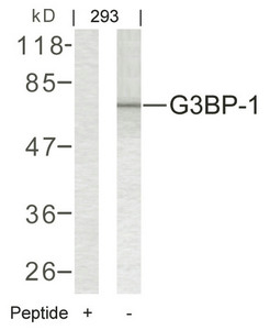 G3BP1 (Ab-232) antibody