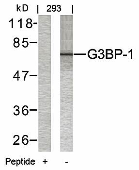 G3BP (Ab-232) Antibody