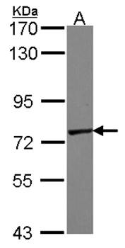 polypeptide N-acetylgalactosaminyltransferase 7 antibody