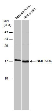 GMF beta antibody