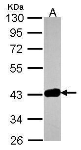 GRB2 related adaptor protein 2 Antibody