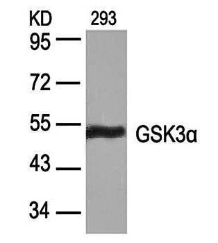 GSK3α (Ab-21) Antibody