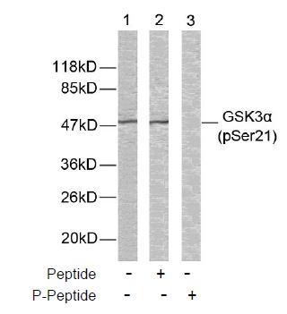 GSK3α (Phospho-Ser21) Antibody