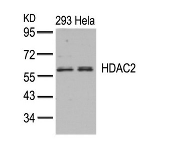 HDAC2 (Ab-394) antibody